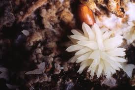 Attēlu rezultāti vaicājumam “Mucronella bresadolae”