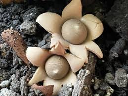Attēlu rezultāti vaicājumam “Geastrum”