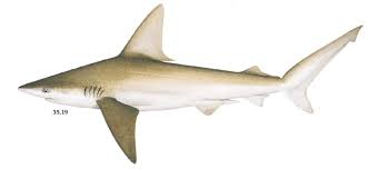 Image result for Carcharhinus plumbeus