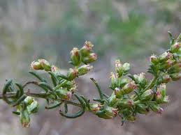 Attēlu rezultāti vaicājumam “Artemisia campestris”