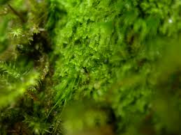 Attēlu rezultāti vaicājumam “Harpanthus scutatus”