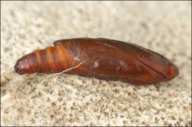 Attēlu rezultāti vaicājumam “Udea fulvalis”