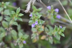 Attēlu rezultāti vaicājumam “Acinos arvensis flower”