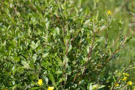 Attēlu rezultāti vaicājumam “Salix myrsinifolia”