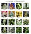 Cannabis Seeds, Strain Reviews and Growing Information