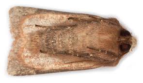 Attēlu rezultāti vaicājumam “Cerastis leucographa”