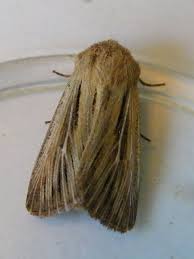 Attēlu rezultāti vaicājumam “Leucania comma”