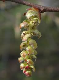 Attēlu rezultāti vaicājumam “Carpinus betulus male flower”