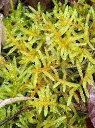 Attēlu rezultāti vaicājumam “Pseudoscleropodium purum”