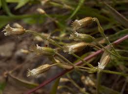 Attēlu rezultāti vaicājumam “Cerastium arvense leaf”