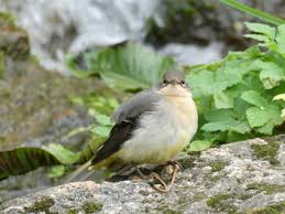 Attēlu rezultāti vaicājumam “Motacilla cinerea”