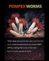 Attēlu rezultāti vaicājumam “Tubifera dudkae”