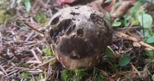 Attēlu rezultāti vaicājumam “Porphyrellus porphyrosporus”