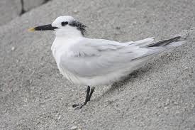 Attēlu rezultāti vaicājumam “Sterna sandvicensis adult”