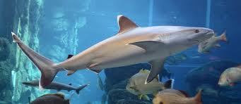 Image result for Carcharhinus albimarginatus