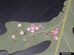 Attēlu rezultāti vaicājumam “Neuroterus quercusbaccarum”