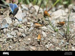 Attēlu rezultāti vaicājumam “Thymelicus lineola underside”
