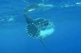 Image result for Mola alexandrini