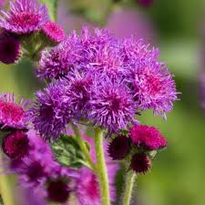 Image result for Ageratum houstonianum