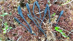 Attēlu rezultāti vaicājumam “Geoglossum sp.”