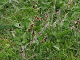 Attēlu rezultāti vaicājumam “Luzula campestris fruit”