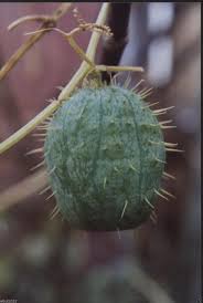 Attēlu rezultāti vaicājumam “Echinocystis lobata fruit”