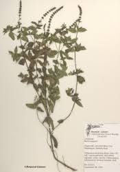 Image result for Mentha piperita