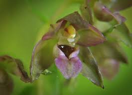Attēlu rezultāti vaicājumam “Epipactis helleborine flower”