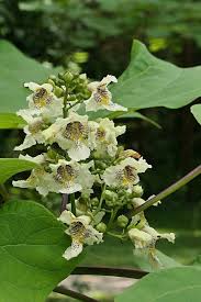 Attēlu rezultāti vaicājumam “Catalpa ovata flower”