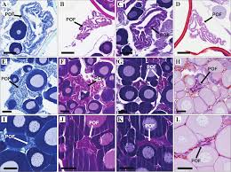 Image result for Myzopsetta ferruginea