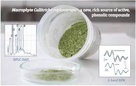 Attēlu rezultāti vaicājumam “Callitriche cophocarpa”