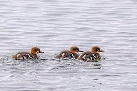 Attēlu rezultāti vaicājumam “Mergus serrator”