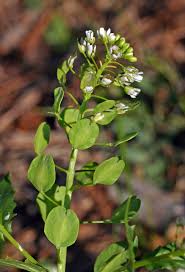 Attēlu rezultāti vaicājumam “Thlaspi arvense”