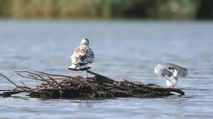 Attēlu rezultāti vaicājumam “Sterna hirundo adult”