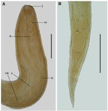 Image result for Hyporthodus niveatus