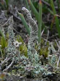 Attēlu rezultāti vaicājumam “Cladonia floerkeana”