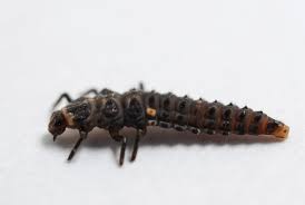 Attēlu rezultāti vaicājumam “Adalia bipunctata larva”