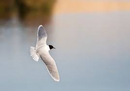 Attēlu rezultāti vaicājumam “Larus minutus”