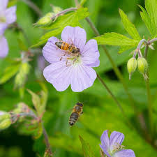 Attēlu rezultāti vaicājumam “Geranium bohemicum flower”
