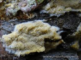 Attēlu rezultāti vaicājumam “Oxyporus corticola”