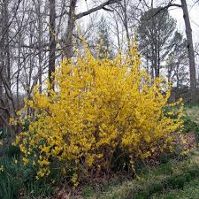 Attēlu rezultāti vaicājumam “Forsythia intermedia”