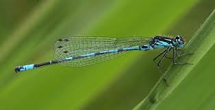 Attēlu rezultāti vaicājumam “Coenagrion pulchellum female”