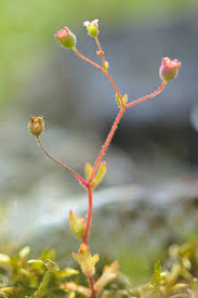Attēlu rezultāti vaicājumam “Saxifraga tridactylites”