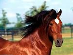 Horses Wallpaper, Horses Wallpaper 34.jpg 1920 x 1440