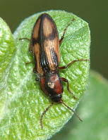 Attēlu rezultāti vaicājumam “Selatosomus cruciatus”