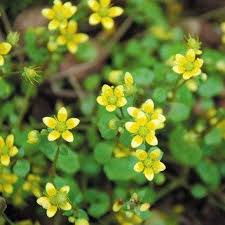 Attēlu rezultāti vaicājumam “Saxifraga cymbalaria”