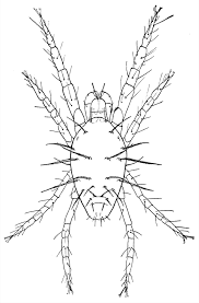 Attēlu rezultāti vaicājumam “Panonychus”
