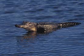 Image result for Alligator mississippiensis