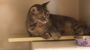 Image result for cat found