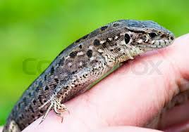 Attēlu rezultāti vaicājumam “Lacerta agilis female”